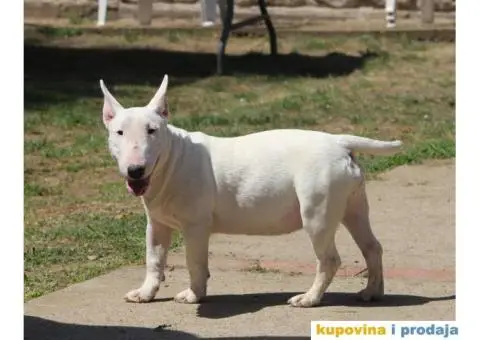 Mini Bull Terijer štenci | Miniature Bull Terrier - 2/12