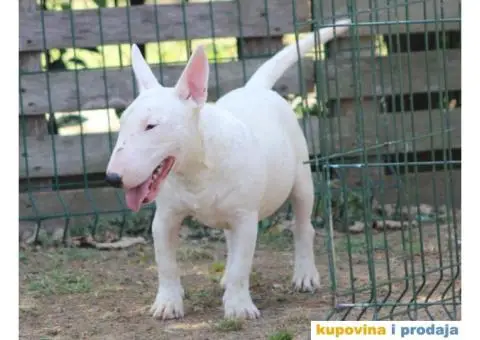 Mini Bull Terijer štenci | Miniature Bull Terrier - 3/12