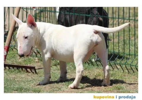 Mini Bull Terijer štenci | Miniature Bull Terrier - 4/12