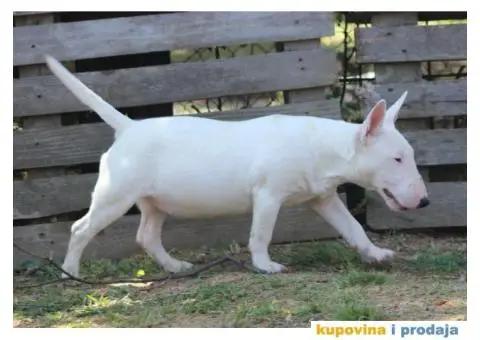 Mini Bull Terijer štenci | Miniature Bull Terrier - 5/12