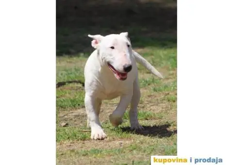 Mini Bull Terijer štenci | Miniature Bull Terrier - 6/12