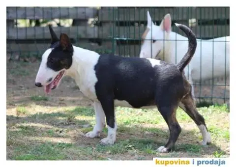 Mini Bull Terijer štenci | Miniature Bull Terrier - 7/12