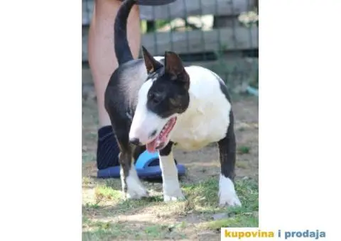 Mini Bull Terijer štenci | Miniature Bull Terrier - 8/12
