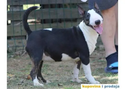 Mini Bull Terijer štenci | Miniature Bull Terrier - 9/12
