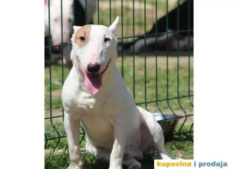 Mini Bull Terijer štenci | Miniature Bull Terrier - 10/12
