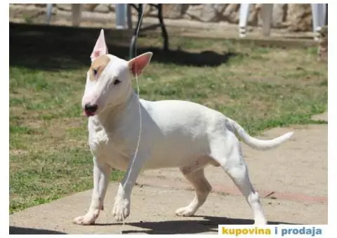 Mini Bull Terijer štenci | Miniature Bull Terrier - 11/12