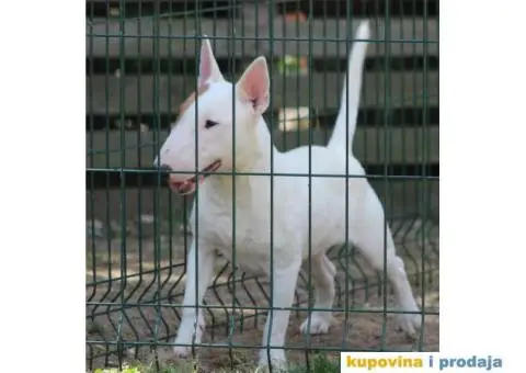 Mini Bull Terijer štenci | Miniature Bull Terrier - 12/12