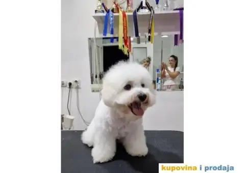 Kovrdžavi bišon štenci - 1/7