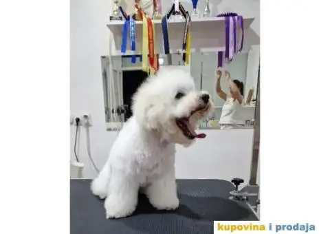 Kovrdžavi bišon štenci - 2/7
