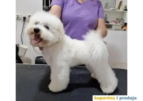 Kovrdžavi bišon štenci - 3/7