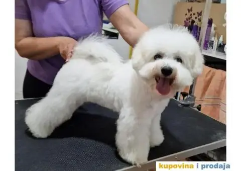 Kovrdžavi bišon štenci - 4/7