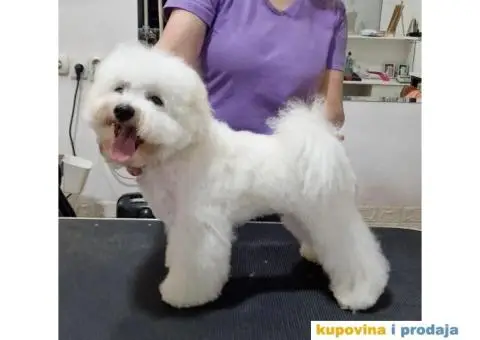 Kovrdžavi bišon štenci - 5/7