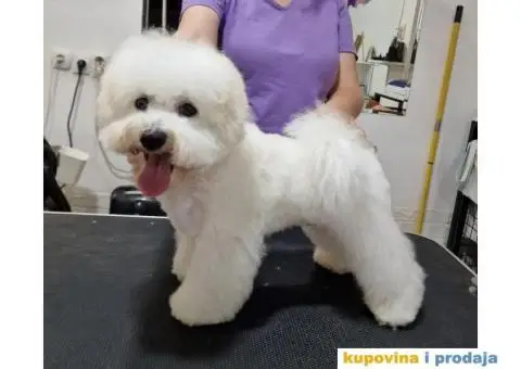 Kovrdžavi bišon štenci - 6/7