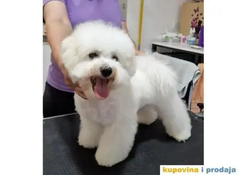 Kovrdžavi bišon štenci - 7/7