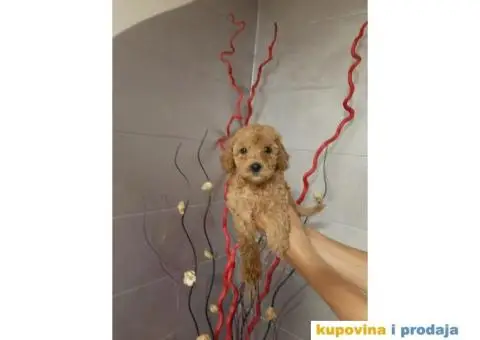 Patuljasta Pudla TOP štenci - 2/5