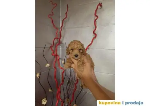 Patuljasta Pudla TOP štenci - 3/5