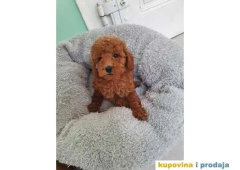 Preslatke malene PUDLICE aprikot i crvene - 5/5