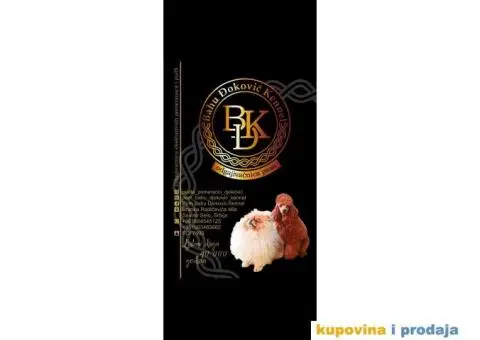 Cockapoo prelepi stenci - 6/6