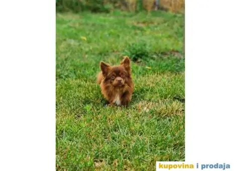 Čivava dugodlaka čokoladni mužjak za parenje - 1/10