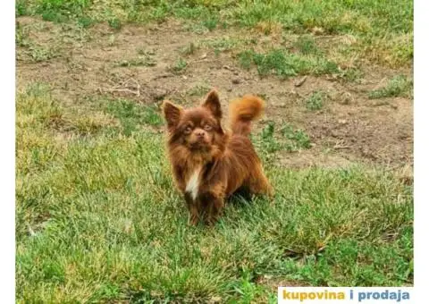 Čivava dugodlaka čokoladni mužjak za parenje - 2/10