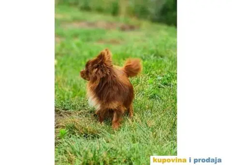 Čivava dugodlaka čokoladni mužjak za parenje - 3/10