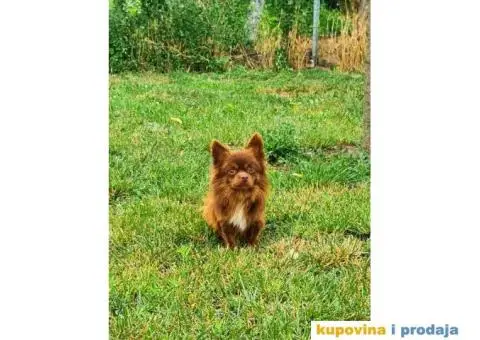 Čivava dugodlaka čokoladni mužjak za parenje - 4/10