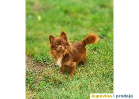 Čivava dugodlaka čokoladni mužjak za parenje - 5/10