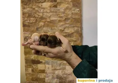 Čivava dugodlaka čokoladni mužjak za parenje - 6/10