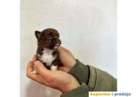 Čivava dugodlaka čokoladni mužjak za parenje - 7/10