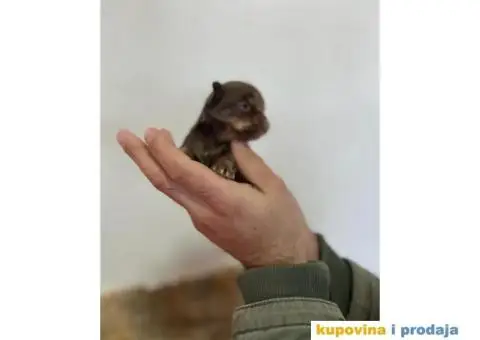 Čivava dugodlaka čokoladni mužjak za parenje - 8/10