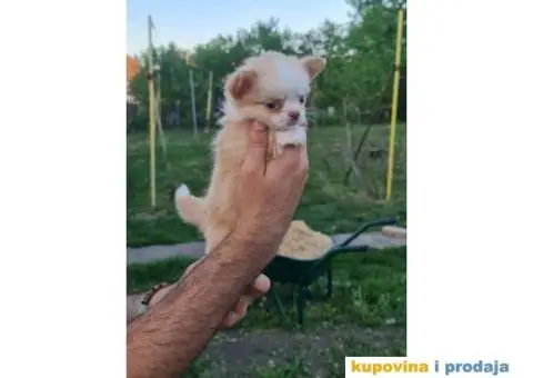 Čivava dugodlaka čokoladni mužjak za parenje - 9/10