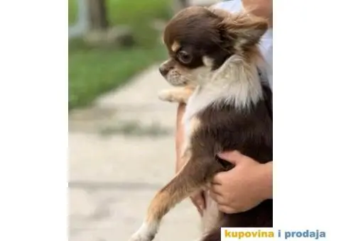 Čivava dugodlaka čokoladni mužjak za parenje - 10/10