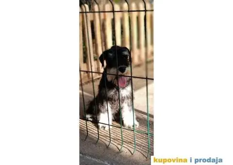 Patuljasti šnaucer prelepi štenci - 1/9