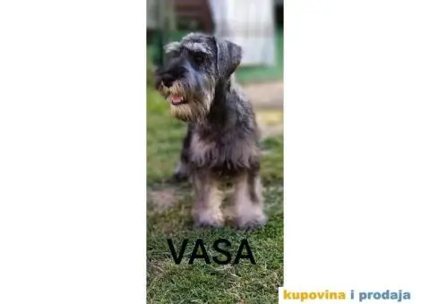 Patuljasti šnaucer prelepi štenci - 2/9