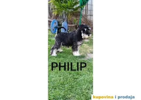 Patuljasti šnaucer prelepi štenci - 3/9