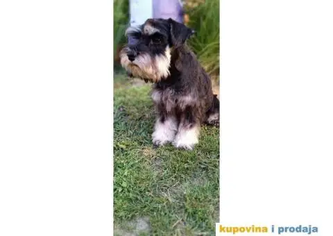 Patuljasti šnaucer prelepi štenci - 4/9