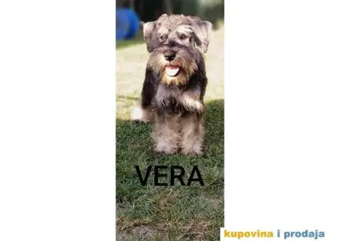 Patuljasti šnaucer prelepi štenci - 5/9