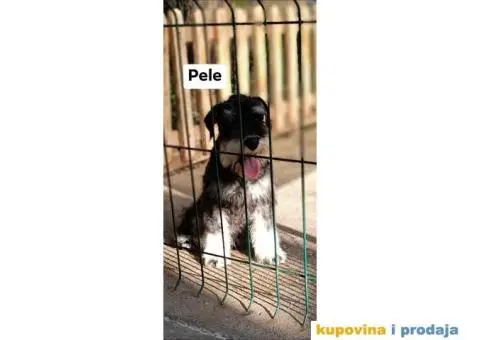 Patuljasti šnaucer prelepi štenci - 6/9