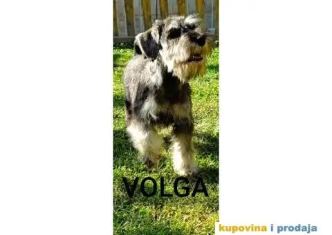 Patuljasti šnaucer prelepi štenci - 8/9