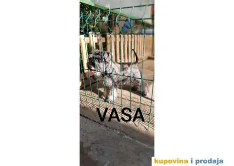 Patuljasti šnaucer prelepi štenci - 9/9