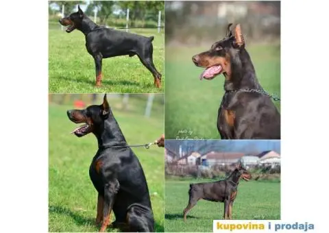 Doberman stenci na prodaju