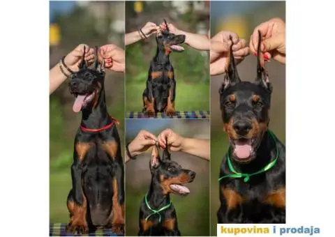 Doberman stenci na prodaju - 2/2