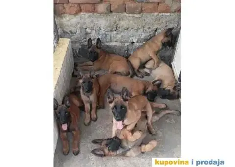 Belgijski Ovcar - Malonoa - 1/13