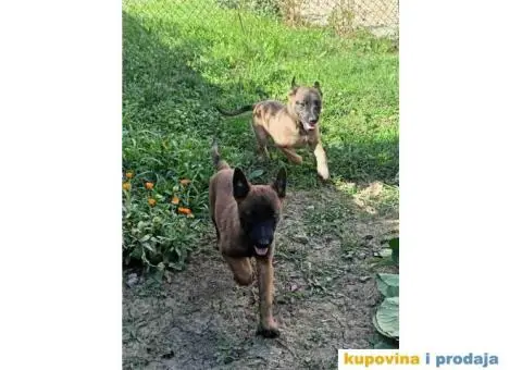 Belgijski Ovcar - Malonoa - 3/13