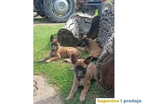 Belgijski Ovcar - Malonoa - 4/13