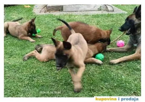 Belgijski Ovcar - Malonoa - 5/13