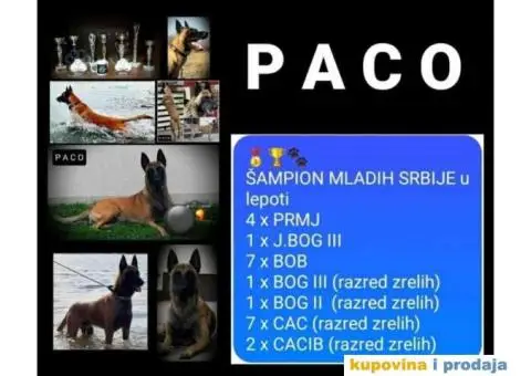 Belgijski Ovcar - Malonoa - 6/13