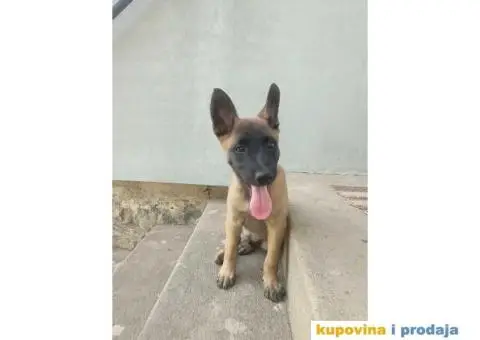 Belgijski Ovcar - Malonoa - 8/13