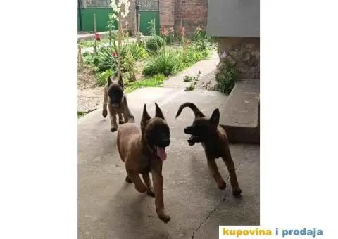 Belgijski Ovcar - Malonoa - 9/13