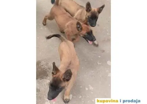 Belgijski Ovcar - Malonoa - 10/13